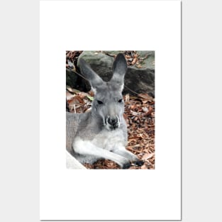 Red Kangaroo Posters and Art